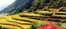 山鹿市　番所地区の棚田