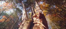 木曽路はすべて山の中