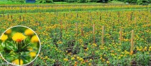 山寺が支えた紅花文化