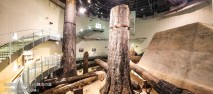火山噴火で埋もれた縄文の森<br>「三瓶小豆原埋没林」