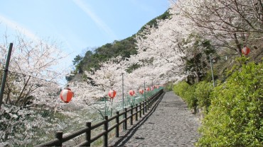 広川ダムの桜