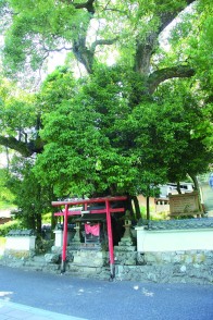 上立杭の大アベマキ