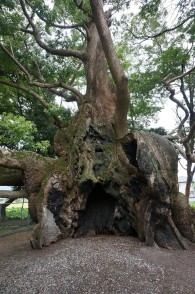 矢上の大クス（春日神社）