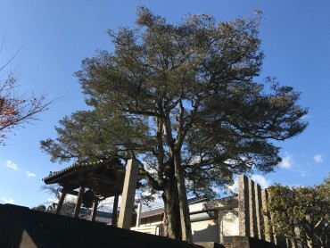 玉林寺のモクコク
