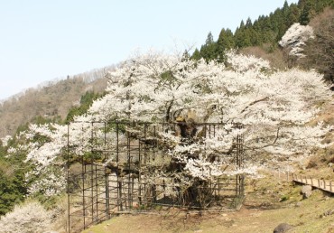 樽見の大ザクラ