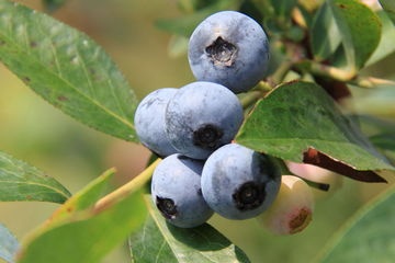 ブルーベリー