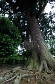 安田の大杉