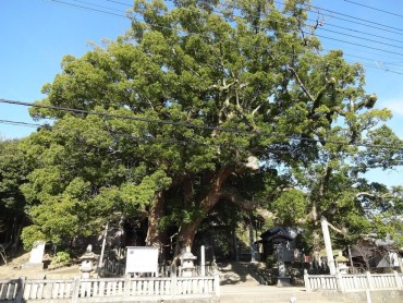 岡の宮の大クス