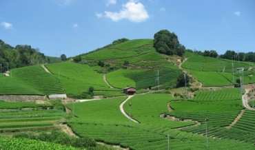 和束町石寺の茶畑