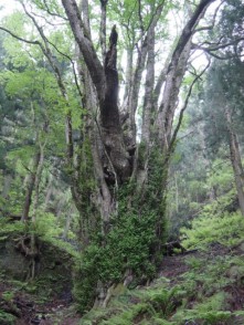 藤坂の大カツラ