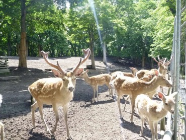 鹿公園