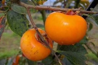 太豊柿「池月」