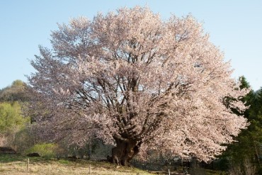 花咲民宿組合（４２軒）