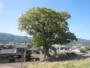別所の大クス