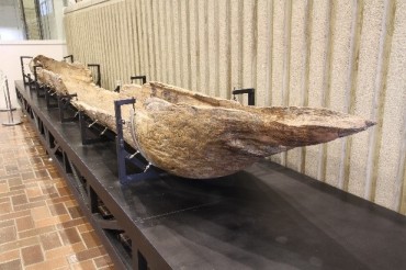 桂見遺跡出土縄文時代の丸木舟（かつらみいせきしゅつどじょうもんじだいのまるきぶね）