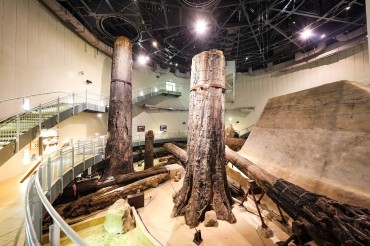 三瓶小豆原（さんべあずきはら）埋没林