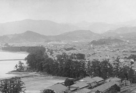 堤防の松並木