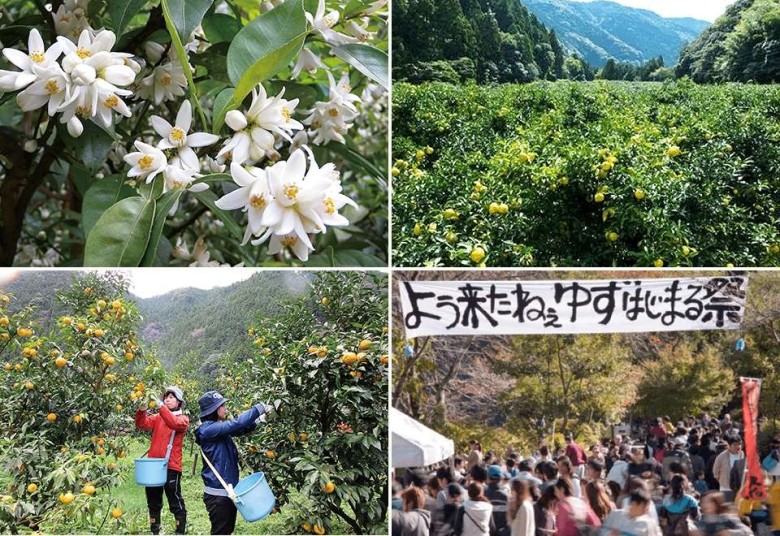 左上：初夏、小さく愛らしいゆずの花が咲く/右上：収穫前のゆず畑鮮やかな葉に果実を輝かせる/左下：収穫の秋 あたり一面に爽やかな香りが立ち込める/右下：ゆず祭りを皮切りに中芸は収穫でもっとも活気づく