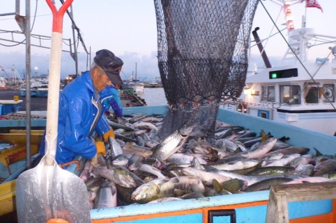 鮭荷揚げの様子