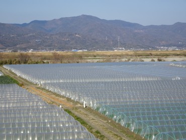 藍作地方特有の氾濫地帯の土地利用　外間（そとま）と呼ばれている吉野川河川敷内の畑
