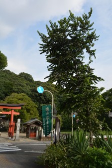 御薗の榎