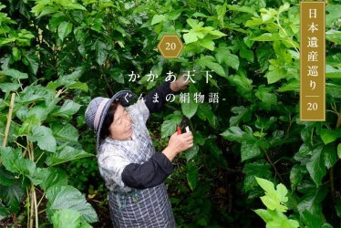 桑の葉で蚕を育てるかかあ