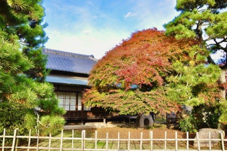 橘