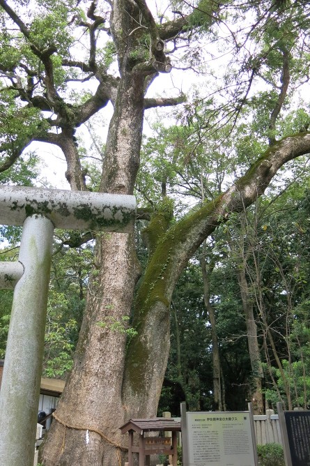 夫婦大楠