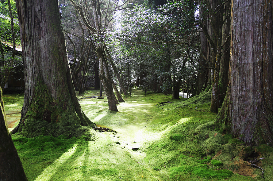 参道から見える美しい自然の風景