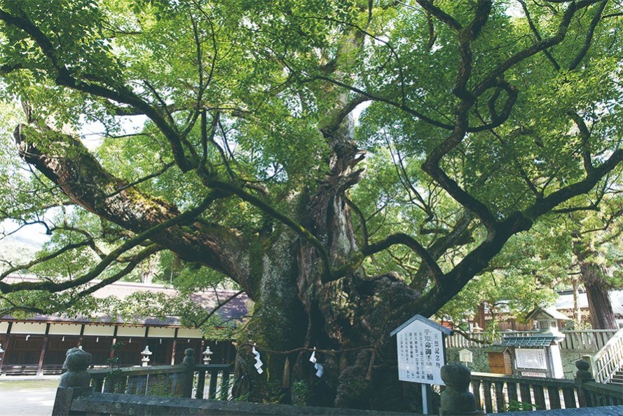 御神木：小千命－おちのみこと（乎知命）御手植の楠