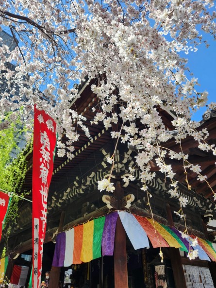 画像：本堂と桜（六角堂頂法寺）