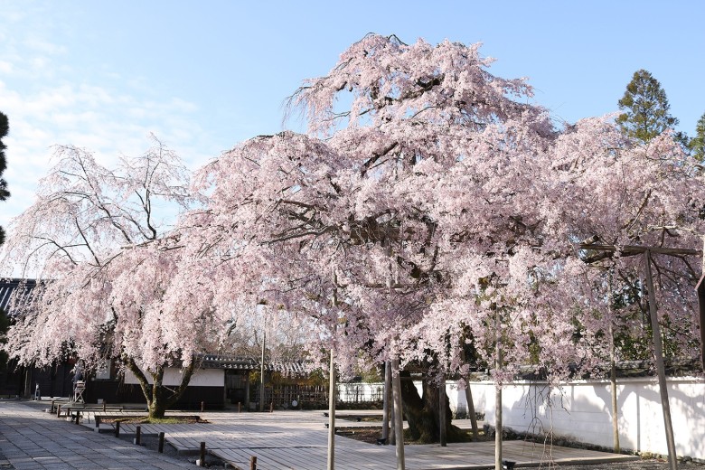 画像：太閤しだれ桜（醍醐寺）