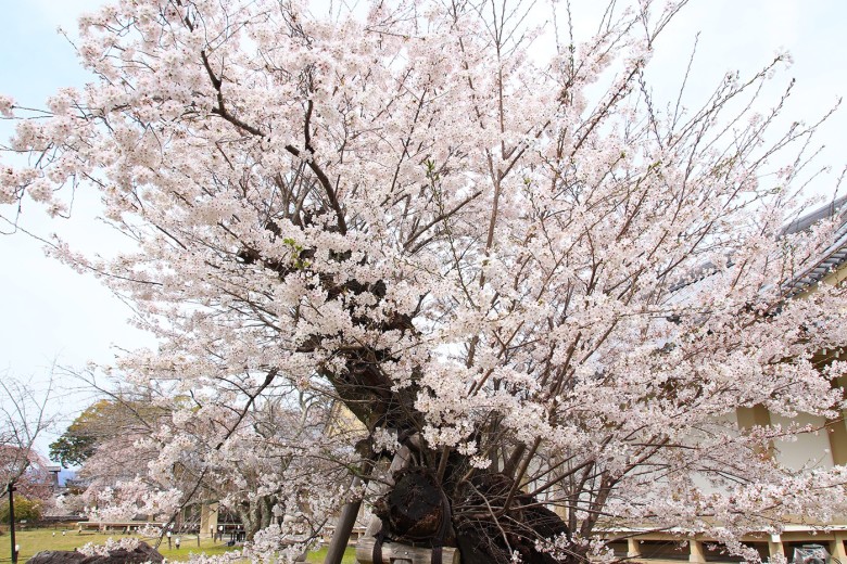画像：京都最高齢とされるソメイヨシノ（醍醐寺）