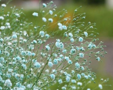 かすみ草