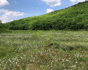 矢ノ原湿原