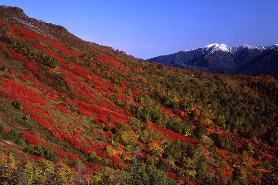 紅葉の大雪山（上川町）