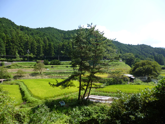 大沢街道 
