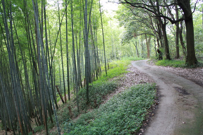 天野街道