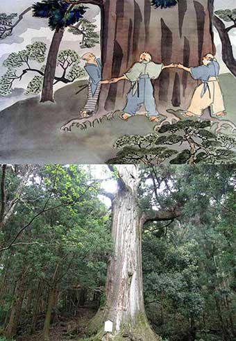 鷲原八幡宮の大杉