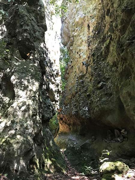 鬼の背割り