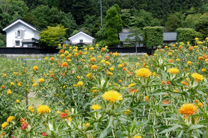 旧柏倉家住宅及び収蔵資料