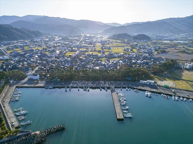 広村堤防の松