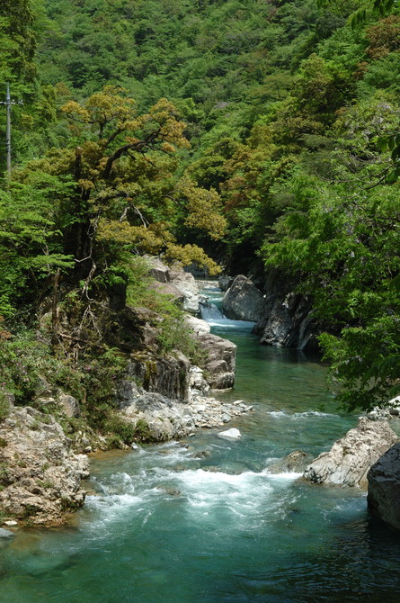 匹見の山林
