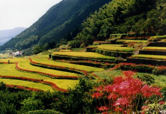 番所地区の棚田