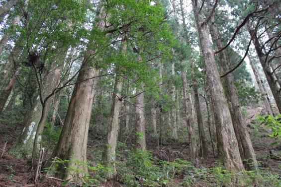 藩政期の植林地