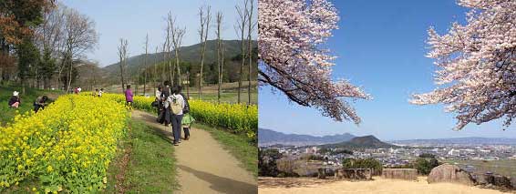 甘樫丘