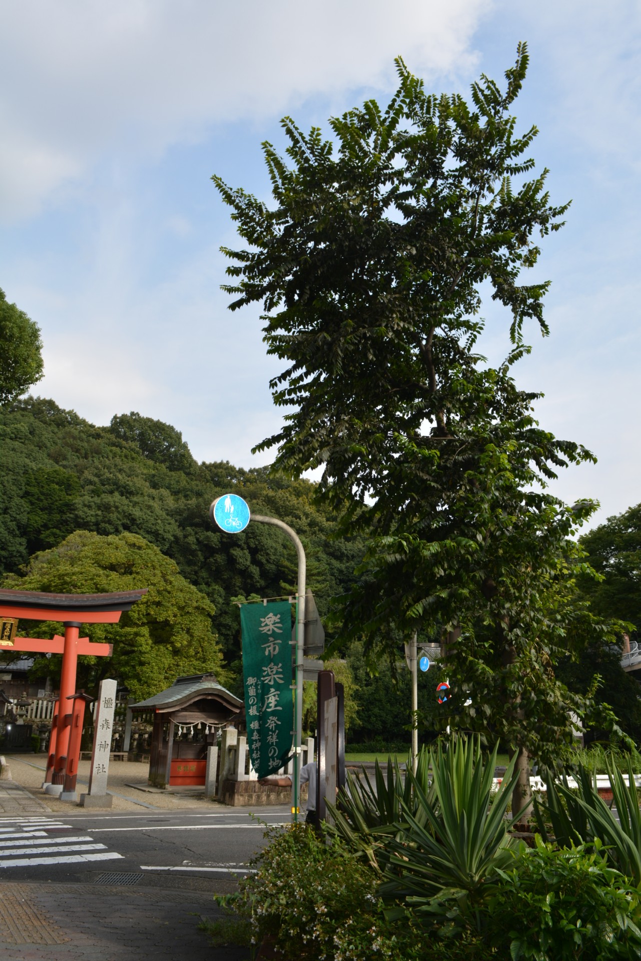御薗の榎