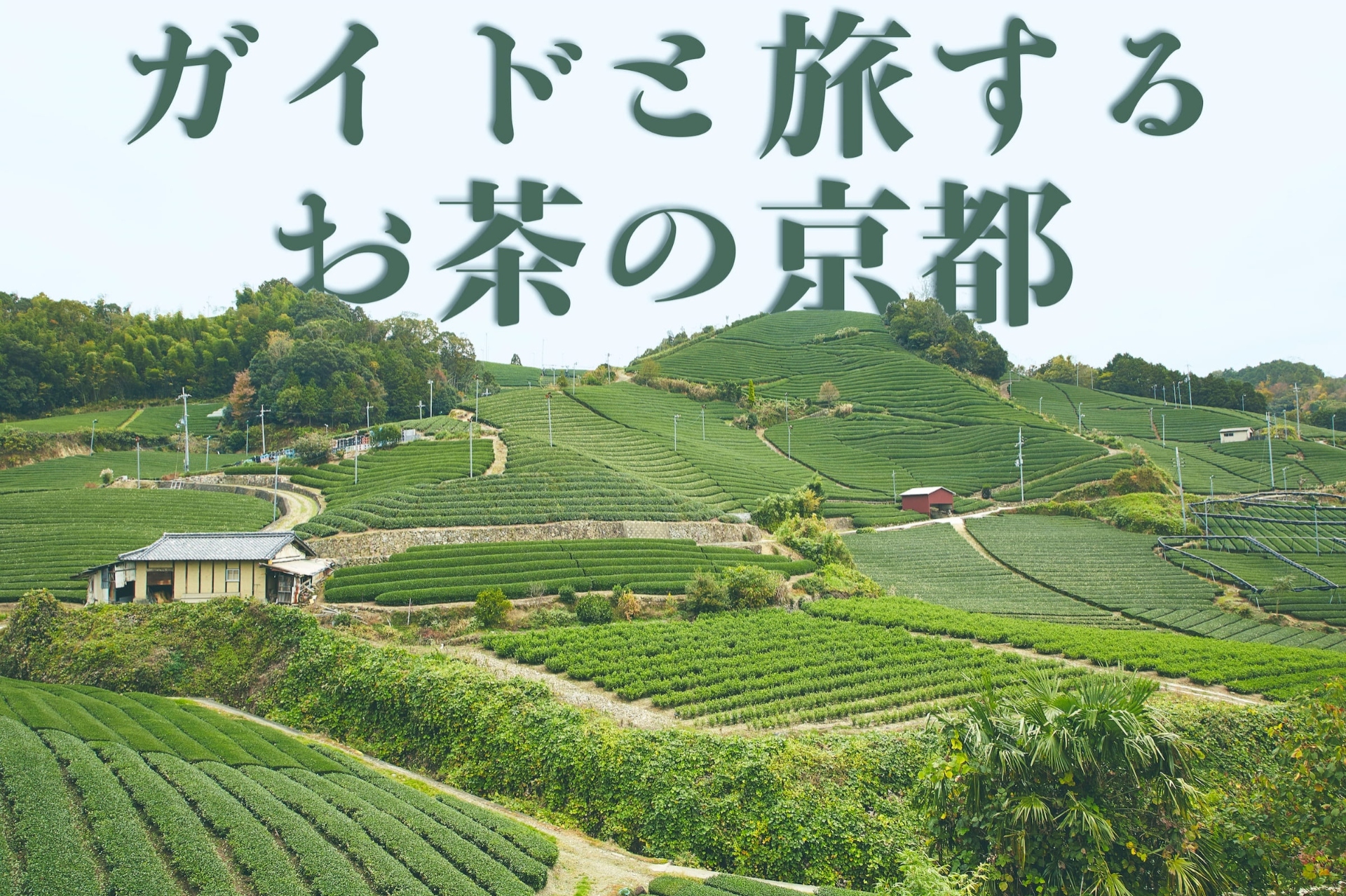 ガイドと旅するお茶の京都