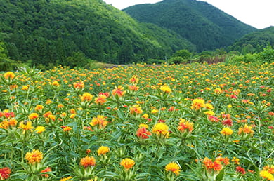 画像：