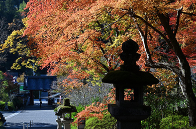 画像：